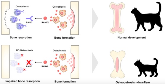 osteopetrosis